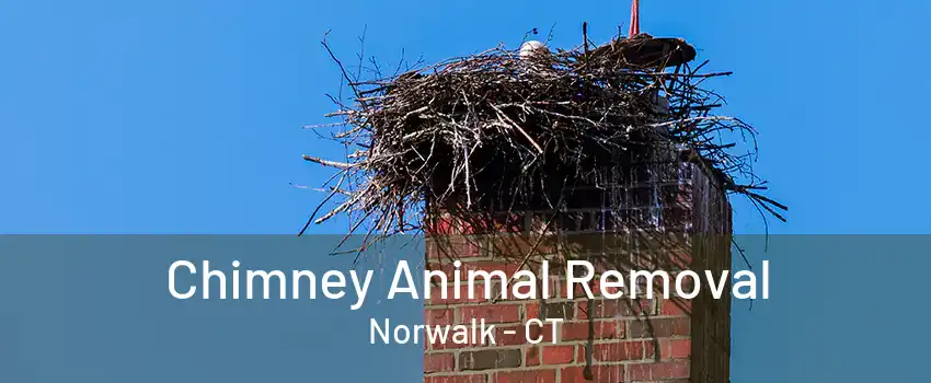 Chimney Animal Removal Norwalk - CT