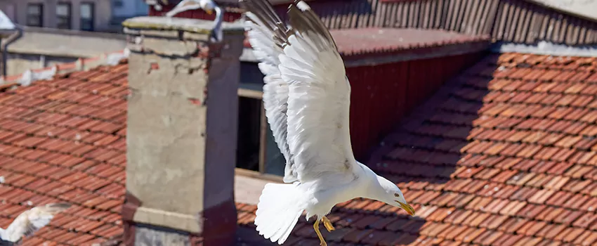 Residential Chimney Animal Removal Solution in Norwalk, CT